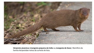 Herpestes javanicus (mangosta pequena da India ou mangosta de Xava). Mamífero da
familia Herpestidae nativo do surleste de Asia.
 