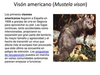 Visón americano (Mustela vison)
Los primeros visones
americanos llegaron a España en
1958 a granjas de cría en Segovia
para aprovechar su piel. Las fugas
continuas, tanto accidentales como
intencionadas, propiciaron su
expansión por gran parte del territorio.
Su mayor tamaño y agresividad y el
hecho de transmitir un virus que
afecta más al europeo han provocado
que éste último se encuentre en
peligro de extinción. Los programas
de recuperación puestos en marcha
en varias comunidades autónomas
parecen empezar a funcionar.

 