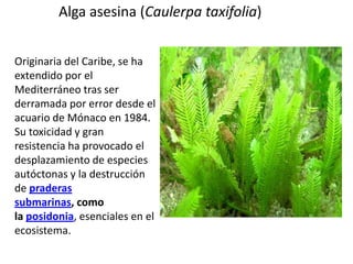 Alga asesina (Caulerpa taxifolia)
Originaria del Caribe, se ha
extendido por el
Mediterráneo tras ser
derramada por error desde el
acuario de Mónaco en 1984.
Su toxicidad y gran
resistencia ha provocado el
desplazamiento de especies
autóctonas y la destrucción
de praderas
submarinas, como
la posidonia, esenciales en el
ecosistema.

 