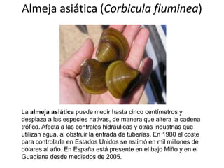 Almeja asiática (Corbicula fluminea)

La almeja asiática puede medir hasta cinco centímetros y
desplaza a las especies nativas, de manera que altera la cadena
trófica. Afecta a las centrales hidráulicas y otras industrias que
utilizan agua, al obstruir la entrada de tuberías. En 1980 el coste
para controlarla en Estados Unidos se estimó en mil millones de
dólares al año. En España está presente en el bajo Miño y en el
Guadiana desde mediados de 2005.

 
