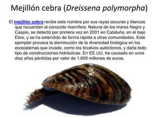 Mejillón cebra (Dreissena polymorpha)
El mejillón cebra recibe este nombre por sus rayas oscuras y blancas
que recuerdan al conocido mamífero. Natural de los mares Negro y
Caspio, se detectó por primera vez en 2001 en Cataluña, en el bajo
Ebro, y se ha extendido de forma rápida a otras comunidades. Este
ejemplar provoca la disminución de la diversidad biológica en los
ecosistemas que invade, como los bivalvos autóctonos, y daña todo
tipo de construcciones hidráulicas. En EE.UU. ha causado en unos
diez años pérdidas por valor de 1.600 millones de euros.

 