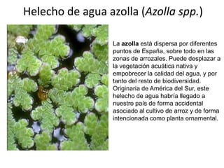 Helecho de agua azolla (Azolla spp.)
La azolla está dispersa por diferentes
puntos de España, sobre todo en las
zonas de arrozales. Puede desplazar a
la vegetación acuática nativa y
empobrecer la calidad del agua, y por
tanto del resto de biodiversidad.
Originaria de América del Sur, este
helecho de agua habría llegado a
nuestro país de forma accidental
asociado al cultivo de arroz y de forma
intencionada como planta ornamental.

 