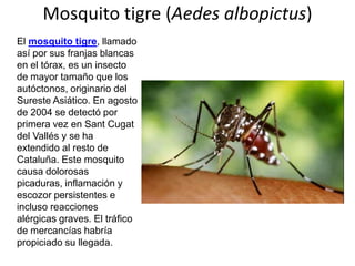 Mosquito tigre (Aedes albopictus)
El mosquito tigre, llamado
así por sus franjas blancas
en el tórax, es un insecto
de mayor tamaño que los
autóctonos, originario del
Sureste Asiático. En agosto
de 2004 se detectó por
primera vez en Sant Cugat
del Vallés y se ha
extendido al resto de
Cataluña. Este mosquito
causa dolorosas
picaduras, inflamación y
escozor persistentes e
incluso reacciones
alérgicas graves. El tráfico
de mercancías habría
propiciado su llegada.

 