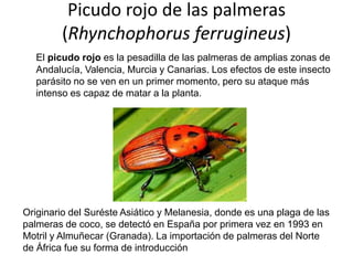 Picudo rojo de las palmeras
(Rhynchophorus ferrugineus)
El picudo rojo es la pesadilla de las palmeras de amplias zonas de
Andalucía, Valencia, Murcia y Canarias. Los efectos de este insecto
parásito no se ven en un primer momento, pero su ataque más
intenso es capaz de matar a la planta.

Originario del Suréste Asiático y Melanesia, donde es una plaga de las
palmeras de coco, se detectó en España por primera vez en 1993 en
Motril y Almuñecar (Granada). La importación de palmeras del Norte
de África fue su forma de introducción

 