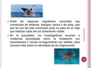    Entre las especies migratorias conocidas hay
    numerosas de ballenas, tortugas, peces o de aves, que
    son tal vez las más conocidas pues su paso en el viaje




                                                               Ecología Terrestre
    que realizan cada año es claramente visible.
   En la actualidad, los investigadores recurren a
    modernas tecnologías como la instalación por
    transmisores o incluso el seguimiento con satélite, para
    conocer más sobre la naturaleza de las migraciones.



                                                               11
 