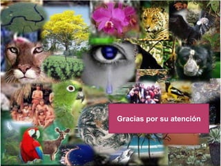 Gracias por su atención


                          14
 