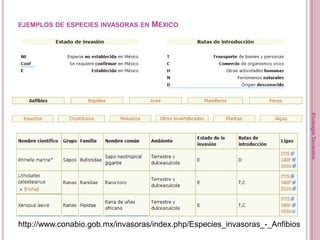 EJEMPLOS DE ESPECIES INVASORAS EN   MÉXICO




                                                                              Ecología Terrestre
                                                                         5

http://www.conabio.gob.mx/invasoras/index.php/Especies_invasoras_-_Anfibios
 