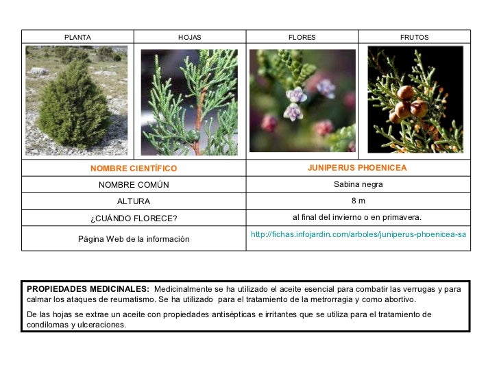 37+ Infojardin Fichas De Plantas Background