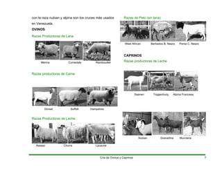 con la raza nubian y alpina son los cruces más usados
en Venezuela.
OVINOS
Razas Productoras de Lana
Razas productoras de Carne
Razas Productoras de Leche
Razas de Pelo (sin lana)
West African Barbados B. Negra Persa C. Negra
CAPRINOS
Razas productoras de Leche
Merina Corriedale Rambouillet
Saanen Toggenburg Alpina Francesa
Dorset Suffolt Hampshire
Nubian Granadina Murciana
Awassi Churra Lacaune
Cría de Ovinos y Caprinos 7
 