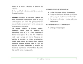 ámbito de la mucosa, afectando la absorción de
nutrientes.
Se han identificado más de diez (10) especies de
Eimerias (Coccidias)
Síntomas: Los casos de coccidiósis caprinos, se
deben generalmente a infectaciones mixtas de dos (2)
o más especies. Los brotes más graves ocurren en
lotes confinados con alimentación común pasadas las
primeras cuatro (4) semanas.
Los cabritos muestran al principio, tristeza,
inapetencia, siendo raros los aumentos de
temperaturas hasta de 41 °C y luego sobreviene Ia
diarrea acuosa profusa de un mal olor. También se
puede notar aunque con menos frecuencia en
caprinos la secreción de heces sanguinolentas.
Durante estas etapas es cuando ocurre máxima
mortalidad, pudiendo alcanzar hasta un 35%. Es
frecuente en brotes establecidos la aparición de
afecciones respiratorias, evidenciándose abundante
flujo nasal de seroso muco purulento.
NORMAS DE SEGURIDAD E HIGIENE
™ Cumplir con un plan sanitario ya establecido
™ Lavarse las manos con abundante agua y jabón
antes y después de administrar medicamentos
™ No consumir alimentos mientras administra
medicamentos
EQUIPOS DE PROTECCIÓN PERSONAL
™ Utilizar guantes quirúrgicos
Cría de Ovinos y Caprinos 19
 