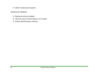 ™ Utilizar mecate para la sujeción.
TÉCNICA DE TRABAJO
™ Seleccionar animal a destetar
™ Llevar las crías al coral (arreados o con mecate)
™ Colocar suficiente agua y alimento.
Cría de Ovinos y Caprinos
30
 