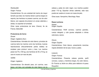 Rambouillet
Origen: Francia
Características: Es una variedad del merino de mayor
tamaño que éste, los machos tienen cuernos largos en
espiral y las hembras no poseen cuernos, son de color
blanco, son capaces de producir en zonas calientes y
áridas, no soportan la humedad.
Otras razas productoras de lana: Cheviot, Ile de
France, Debovillet
Productoras de Carne
Dorset
Origen: Inglaterra (Sur)
Características: Animales de color blanco, provistos de
cuernos tanto los machos como las hembras, buenas
reproductoras (frecuentemente partos dobles) se
emplean para producir carne y lana. Los machos
pesan de 75 a 100 kg y las hembras de 55 a 70 kg, se
usa en cruces con raza de pelo.
Suffolk
Origen: Inglaterra
Características: De elevado peso, sin cuernos, cara
larga y sin lana, son animales de color blanco con la
cabeza y patas de color negro. Los machos pueden
pesar 119 kg. Soportan climas calientes, esta raza
puede ser usada en cruces con razas de pelo.
Otras razas: Hampshire, Manchega, Rasa
Razas Lecheras
Awassi
Origen: España
Características: Perfil convexo, cuernos grandes,
cuerpo alargado y cola gruesa adaptada a climas
calurosos y secos.
Churra
Origen: España
Características: Color blanco, presentando manchas
negras alrededor de los ojos, hocico y patas.
Lacaune
Origen: Francia
Características: Presenta cabeza grande, perfil
convexo, cuerpo y miembros largos. Es color blanco.
En Francia su leche se utiliza para elaborar el queso
Roquefort.
Cría de Ovinos y Caprinos
4
 