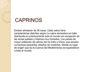 CAPRINOS
Existen alrededor de 30 razas. Cada cabra tiene
caracteristicas distintas según La cabra domestica se halla
distribuida en prácticamente todo el mundo con excepción de
las zonas polares y trópicos muy húmedos. Los países de
mayor población de cabras son la India y China, que poseen
numerosos pequeños rebaños de criadores. Desde su lugar
de origen que es la Cuenca del Mediterráneo se expandieron
a todo el mundo.
 