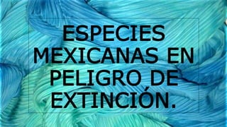 ESPECIES
MEXICANAS EN
PELIGRO DE
EXTINCIÓN.
 