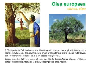A l'Antiga Grècia l 'oli  d'oliva era considerat sagrat i era usat per ungir reis i atletes. Les branques  fulloses  de les oliveres eren símbol d'abundància, glòria i pau i s'utilitzaven per coronar els vencedors dels jocs amistosos o les guerres.  Segons un mite, l' olivera  va ser el regal que féu la deessa  Atenea  al poble d'Àtenes perquè la elegiren patrona de la ciutat, en competició amb Posidó. Olea europaea olivera, olivo 