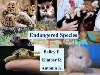 Endangered Species Human Impact Bailey E. Antonin K. Kimber R. Endangered Species Bailey E. Kimber R. Antonin K. 