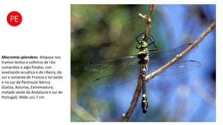Macromia splendens. Atópase nos
tramos lentos e solleiros de ríos
cumpridos e algo fondos, con
vexetación acuática e de ribeira, do
sur e suroeste de Francia e no oeste
e no sur da Península Ibérica
(Galiza, Asturias, Extremadura,
metade oeste de Andalucía e sur de
Portugal). Mide uns 7 cm.
 