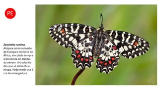 Zerynthia rumina.
Atópase só no suroeste
de Europa e no norte de
África, vinculada sempre
á presencia de plantas
do xénero Aristolochia
das que se alimenta a
eiruga. Pode medir ata 5
cm de envergadura.
 