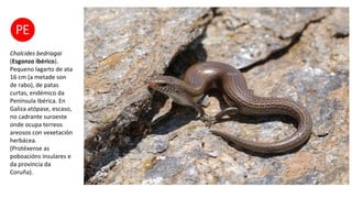 Chalcides bedriagai
(Esgonzo ibérico).
Pequeno lagarto de ata
16 cm (a metade son
de rabo), de patas
curtas, endémico da
Península Ibérica. En
Galiza atópase, escaso,
no cadrante suroeste
onde ocupa terreos
areosos con vexetación
herbácea.
(Protéxense as
poboacións insulares e
da provincia da
Coruña).
 