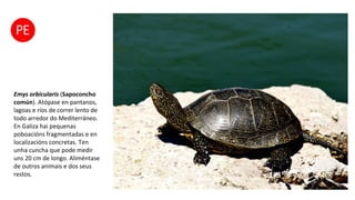 Emys orbicularis (Sapoconcho
común). Atópase en pantanos,
lagoas e ríos de correr lento de
todo arredor do Mediterráneo.
En Galiza hai pequenas
poboacións fragmentadas e en
localizacións concretas. Ten
unha cuncha que pode medir
uns 20 cm de longo. Aliméntase
de outros animais e dos seus
restos.
 