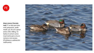 Anas crecca (Cerceta
real). É un dos parrulos
máis pequenos, pode
medir uns 35 cm e pesar
entre 270 e 400 g. En
Galiza é común como
invernante pero cría en
número moi escaso.
(Protéxese a poboación
nidificante).
 
