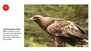 Aquila chrysaetos (Aguia
real). En Galiza só se ve
nas zonas máis escarpadas
das serras do surleste.
Pode medir de 80 a 90 cm
de lonxitude.
 