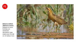 Botaurus stellaris
(Abetouro común).
Atópase en zonas
húmidas con
vexetación
abundante. Pode
medir entre 70 e 80
cm. En Galiza é raro.
 