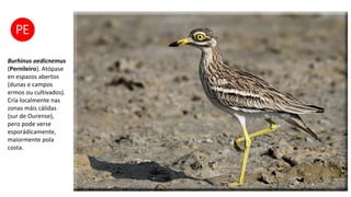 Burhinus oedicnemus
(Pernileiro). Atópase
en espazos abertos
(dunas e campos
ermos ou cultivados).
Cría localmente nas
zonas máis cálidas
(sur de Ourense),
pero pode verse
esporádicamente,
maiormente pola
costa.
 