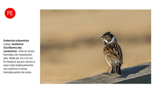 Emberiza schoeniclus
subsp. lusitanica
(Escribenta das
canaveiras). Vive en áreas
húmidas con vexetación
alta. Mide de 13 a 15 cm.
En Galiza é pouco común e
vese máis habitualmente
nos esteiros e zonas
húmidas preto da costa
 