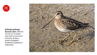 Gallinago gallinago
Becacina cabra. Mide de
23 a 25 cm. En Galiza
vese máis no inverno en
marismas, brañas e
prados asolagados.
(Protéxese a poboación
nidificante)
 