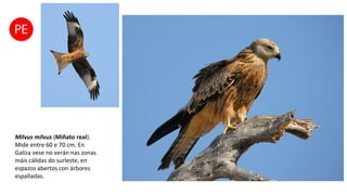 Milvus milvus (Miñato real).
Mide entre 60 e 70 cm. En
Galiza vese no verán nas zonas
máis cálidas do surleste, en
espazos abertos con árbores
espalladas.
 