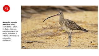 Numenius arquata
(Mazarico curlí).
Mide de 50 a 58 cm.
En Galiza é común
como invernante en
praias, marismas e
esteiros. (Protéxese a
poboación
nidificante)
 