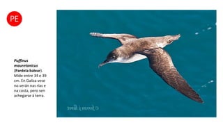 Puffinus
mauretanicus
(Pardela balear).
Mide entre 34 e 39
cm. En Galiza vese
no verán nas rías e
na costa, pero sen
achegarse á terra.
 