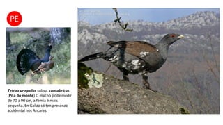 Tetrao urogallus subsp. cantabricus.
(Pita do monte) O macho pode medir
de 70 a 90 cm, a femia é máis
pequeña. En Galiza só ten presenza
accidental nos Ancares.
 
