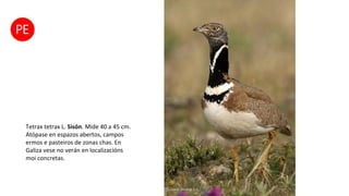 Tetrax tetrax L. Sisón. Mide 40 a 45 cm.
Atópase en espazos abertos, campos
ermos e pasteiros de zonas chas. En
Galiza vese no verán en localizacións
moi concretas.
 