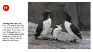 Uria aalge (Arao dos cons).
Mide de 38 a 45 cm. En Galiza
é moi escaso, pero no inverno,
coa chegada de exemplares do
norte de Europa faise máis
común aínda que pouco visible
porque permanece no mar
lonxe da costa. (Protéxese a
poboación nidificante)
 