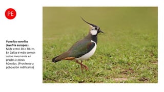 Vanellus vanellus
(Avefría europea).
Mide entre 28 e 30 cm.
En Galiza é máis común
como invernante en
prados e zonas
húmidas. (Protéxese a
poboación nidificante)
 