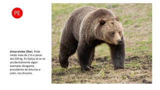 Ursus arctos (Oso). Pode
medir máis de 2 m e pesar
ata 250 kg. En Galiza só se ve
accidentalmente algún
exemplar divagante,
procedente de Asturias e
León, nos Ancares.
 