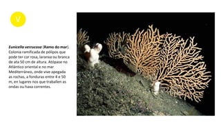 Eunicella verrucosa (Ramo do mar).
Colonia ramificada de pólipos que
pode ter cor rosa, laranxa ou branca
de ata 50 cm de altura. Atópase no
Atlántico oriental e no mar
Mediterráneo, onde vive apegada
as rochas, a fonduras entre 4 e 50
m, en lugares nos que traballen as
ondas ou haxa correntes.
 