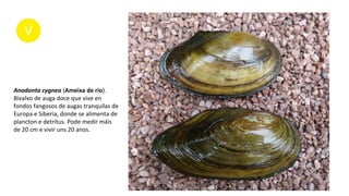Anodonta cygnea (Ameixa de río).
Bivalvo de auga doce que vive en
fondos fangosos de augas tranquilas de
Europa e Siberia, donde se alimenta de
plancton e detritus. Pode medir máis
de 20 cm e vivir uns 20 anos.
 