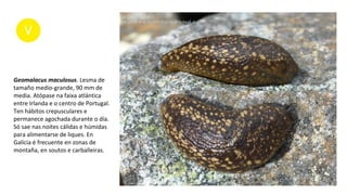 Geomalacus maculosus. Lesma de
tamaño medio-grande, 90 mm de
media. Atópase na faixa atlántica
entre Irlanda e o centro de Portugal.
Ten hábitos crepusculares e
permanece agochada durante o día.
Só sae nas noites cálidas e húmidas
para alimentarse de liques. En
Galicia é frecuente en zonas de
montaña, en soutos e carballeiras.
 