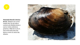Potomida littoralis (Ameixa
de río). Atópase nos cursos
medios dos ríos de toda a
contorna do Mediterráneo e
outros moitos atlánticos
próximos. Mide de 6 a 8 cm.
Vive enterrada preto das
beiras e entre as raíces das
árbores.
 