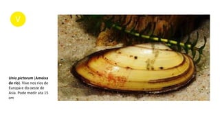 Unio pictorum (Ameixa
de río). Vive nos ríos de
Europa e do oeste de
Asia. Pode medir ata 15
cm
 