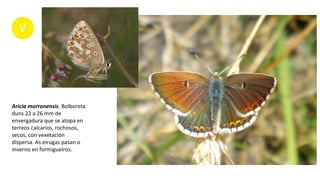 Aricia morronensis. Bolboreta
duns 22 a 26 mm de
envergadura que se atopa en
terreos calcarios, rochosos,
secos, con vexetación
dispersa. As eirugas pasan o
inverno en formigueiros.
 