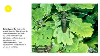 Cerambyx cerdo. Escaravello
grande de entre 25 e 60 mm. As
larvas aliméntanse durante 3
ou 4 anos na madeira de
carballos e aciñeiras antes de
completar o seu
desenvolvemento. Como
adultos viven entre uns días e
un par de semanas.
 