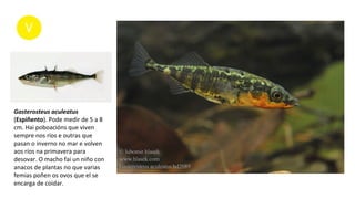 Gasterosteus aculeatus
(Espiñento). Pode medir de 5 a 8
cm. Hai poboacións que viven
sempre nos ríos e outras que
pasan o inverno no mar e volven
aos ríos na primavera para
desovar. O macho fai un niño con
anacos de plantas no que varias
femias poñen os ovos que el se
encarga de coidar.
 