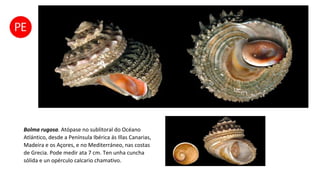 Bolma rugosa. Atópase no sublitoral do Océano
Atlántico, desde a Península Ibérica ás Illas Canarias,
Madeira e os Açores, e no Mediterráneo, nas costas
de Grecia. Pode medir ata 7 cm. Ten unha cuncha
sólida e un opérculo calcario chamativo.
 
