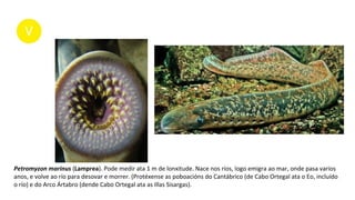 Petromyzon marinus (Lamprea). Pode medir ata 1 m de lonxitude. Nace nos ríos, logo emigra ao mar, onde pasa varios
anos, e volve ao río para desovar e morrer. (Protéxense as poboacións do Cantábrico (de Cabo Ortegal ata o Eo, incluído
o río) e do Arco Ártabro (dende Cabo Ortegal ata as Illas Sisargas).
 