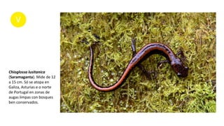 Chioglossa lusitanica
(Saramaganta). Mide de 12
a 15 cm. Só se atopa en
Galiza, Asturias e o norte
de Portugal en zonas de
augas limpas con bosques
ben conservados.
 