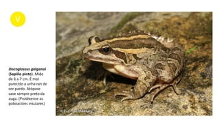 Discoglossus galganoi
(Sapiño pinto). Mide
de 6 a 7 cm. É moi
parecido a unha ran de
cor pardo. Atópase
case sempre preto da
auga. (Protéxense as
poboacións insulares)
 